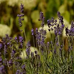 Δωμάτια σε οικογενειακή κατοικία Au Chant D'oiseau