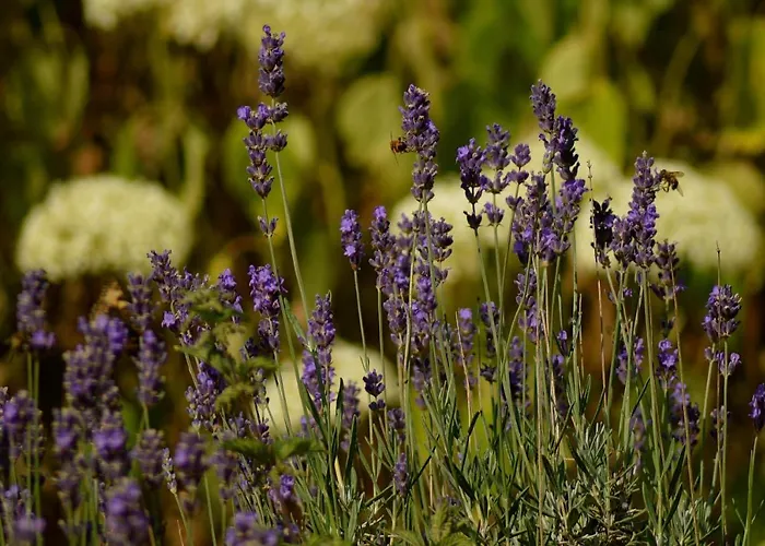 Kwatera prywatna Au Chant D'oiseau